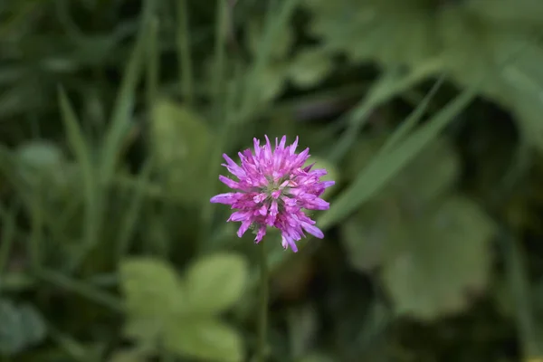 Flor Trébol Sobre Fondo Verde — Foto de Stock