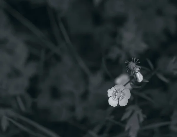 Zavřít Celandinovou Rostlinu Černobílá Fotka Selektivní Zaměření — Stock fotografie