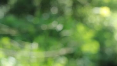 Yeşil çözünmüş doku. Yeşil odaklanmış bokeh arkaplanı.