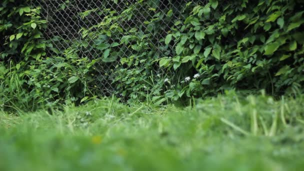 フェンスの茂みと草 緑の生垣 — ストック動画