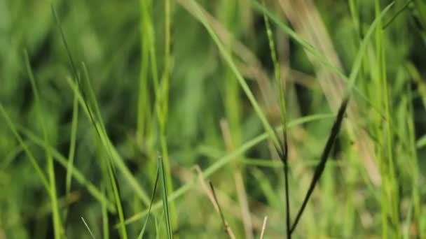 Hierba Balancea Viento Textura Hierba Verde Cerca Fondo Hierba Hierba — Vídeos de Stock