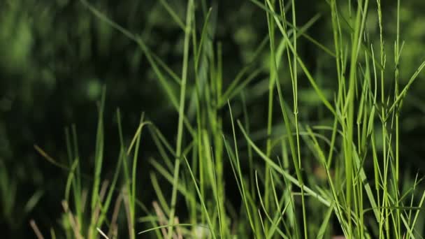 草が風に揺れる 緑の草の質感を閉じます 草の背景 草をむいて — ストック動画