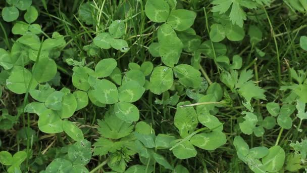 Fondo Trébol Verde Estacionalidad Naturaleza Cambia — Vídeos de Stock