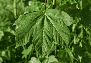 Yeşil yaprak çiğ ile kaplanmış.