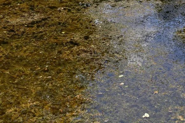 木々から沼の中の影 沼の表面の眺め — ストック写真