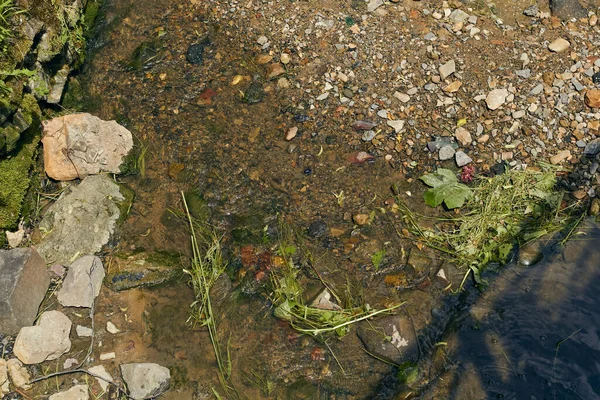 リバーバンクだ 小石や草で水 澄んだ水と浅い小川 砂利のベッド — ストック写真