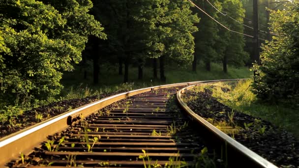 Doğa Demiryolu Orman Ağaçlar Çimenler Tren Yolu Manzarası Demiryolu Ile — Stok video