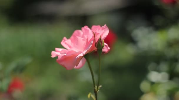 Piękna Róża Bliska — Wideo stockowe