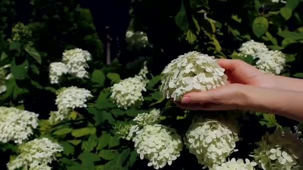 849 vídeos de Hortensia blanca, metraje de Hortensia blanca sin royalties |  Depositphotos