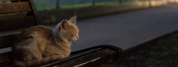 Lindo Gato Durmiendo Ona Banco Madera Aire Libre Parque —  Fotos de Stock