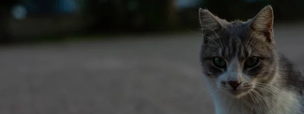 Gri Beyaz Bir Kedi Parktaki Kameraya Bakıyor Yan Taraftaki Alanı — Stok fotoğraf