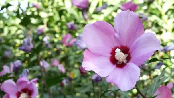 Nahaufnahme schöner Hibiscus syriacus-Blüten in einem Park — Stockvideo