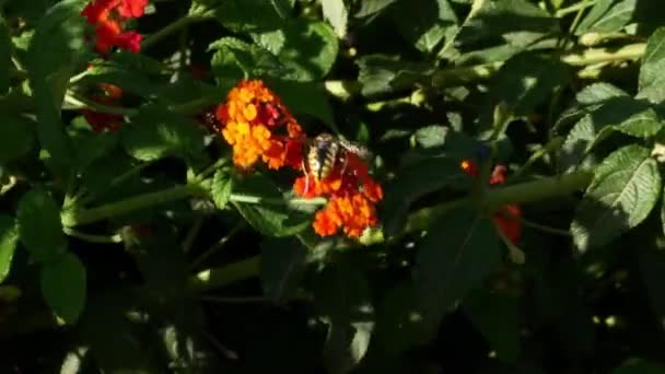 Una Avispa Salvaje Sobre Una Flor Roja Naranja Busca Comida — Vídeos de Stock