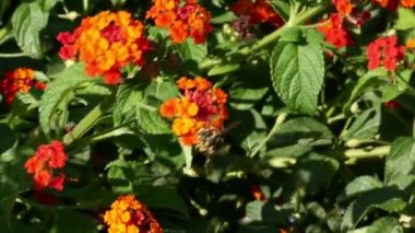 Kırmızı ve turuncu bir çiçeğin üzerindeki yaban arısı yiyecek arıyor.