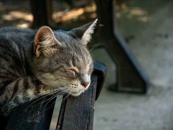 Adorável Gato Listrado Cinza Preto Dorme Banco Madeira Jardim Dia — Fotografia de Stock