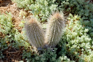 Kuzey Şili 'de bir plajda Kaktüs (Cactaceae)