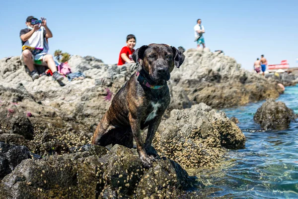 Sahildeki kayalıklarda boksör ve pitbull arasında melez bir köpek.