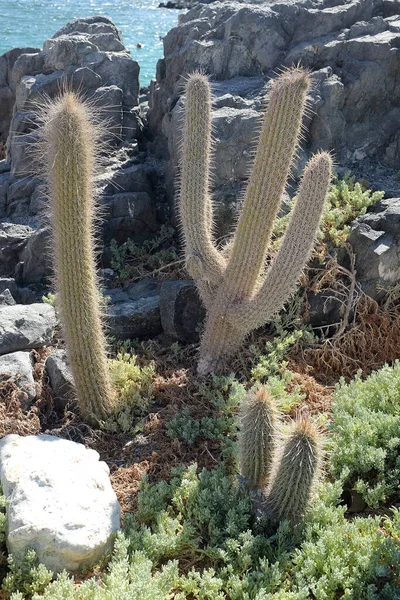 Kuzey Şili 'de bir plajda Kaktüs (Cactaceae)