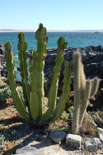 Kuzey Şili 'de bir plajda Kaktüs (Cactaceae)
