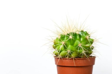 Canlı yeşil kaktüslere karşı beyaz arkaplan ve fotokopi alanı. Ev bitkisi. Çivili bitki.