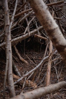 Çarpık orman dalları soyut portatif arka plan. İngiltere ağaçları doğa ormanı 