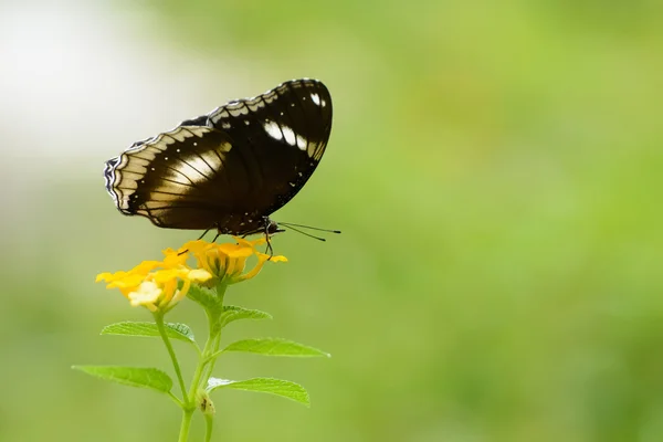 Mariposa. — Foto de Stock