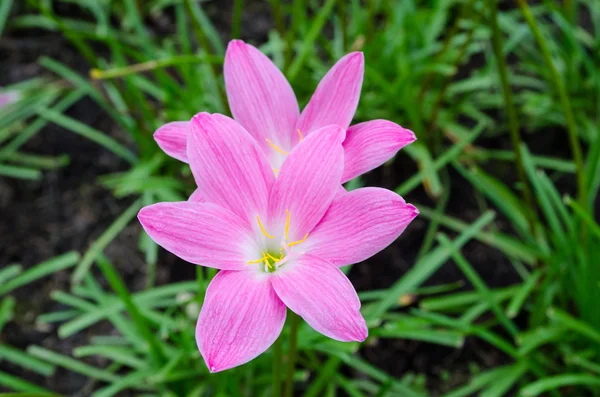 Lily... — Fotografia de Stock