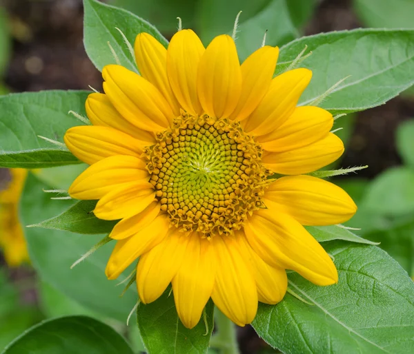 Fresh Sunflower — Stock Photo, Image