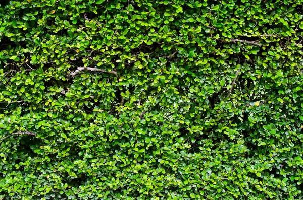 Fondo de hoja verde — Foto de Stock