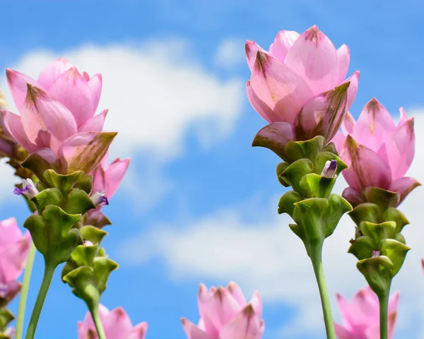 Rosa siam tulip blå himmel — Stockfoto