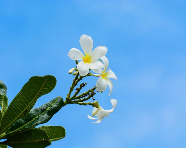 Fiori bianchi Champaka thai — Foto Stock