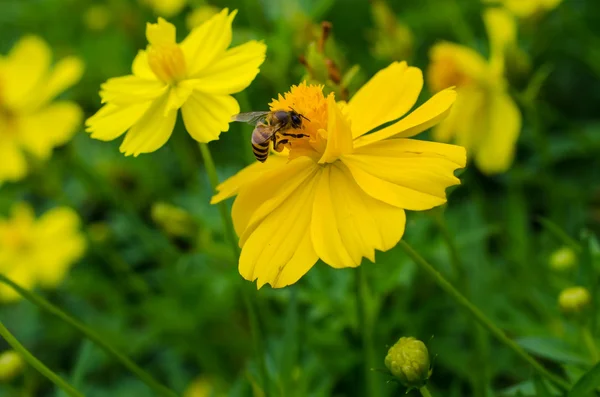 Miel abeja primer plano macro — Foto de Stock
