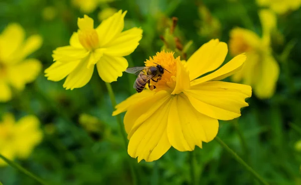 Abeja — Foto de Stock