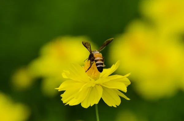 Macro abeja de miel — Foto de Stock