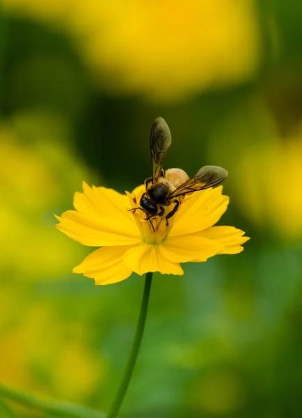 Macro Bee on — Stock Photo, Image