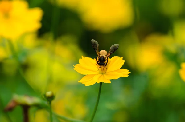 Abeja ocupado bebiendo néctar — Foto de Stock