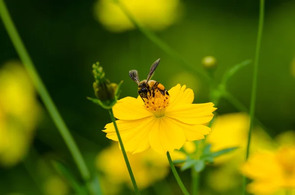 Una abeja en flor — Foto de Stock