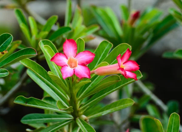 Schöne rosa Nerium Oleandes Blume — Stockfoto