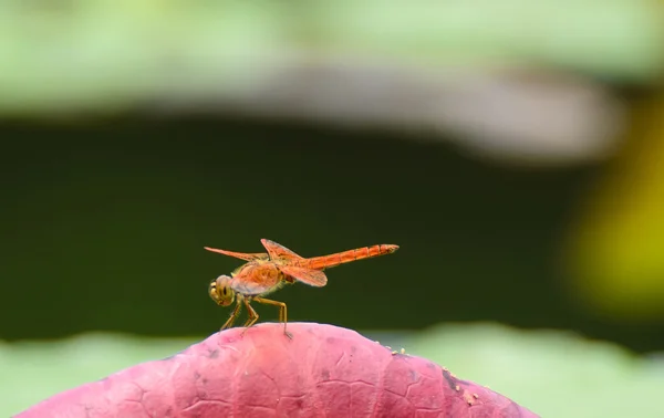 Libélula roja — Foto de Stock