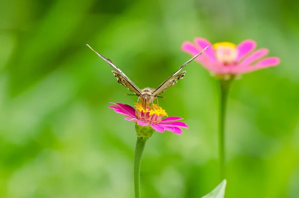 Mariposa en flor — Foto de Stock