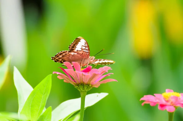 Mariposa. — Foto de Stock