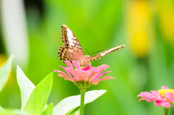 Hermosa mariposa — Foto de Stock