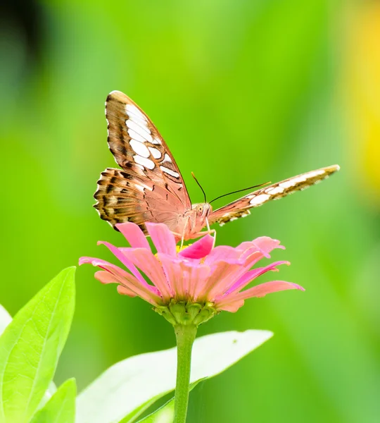 Mariposa. — Foto de Stock