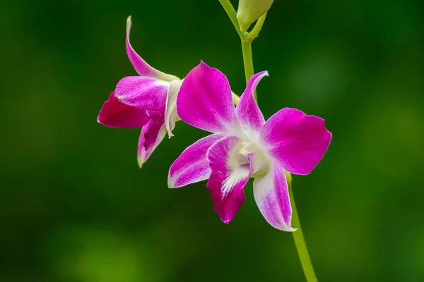 Orquídea roxa bonita Fotografias De Stock Royalty-Free