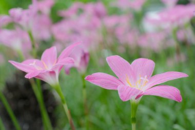 yumuşak odaklı lily