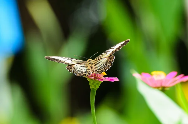 Mariposa. — Foto de Stock