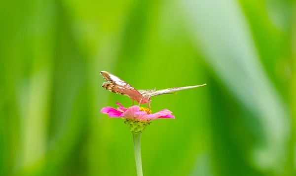 Mariposa marrón — Foto de Stock