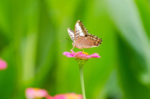 Mariposa marrón sobre flor roja — Foto de Stock