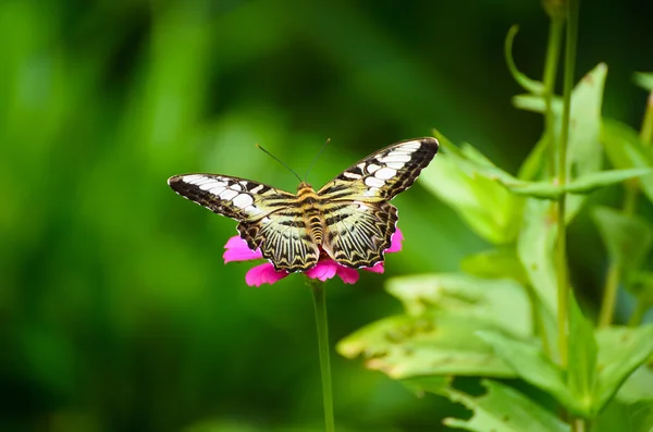 Mariposa. — Foto de Stock