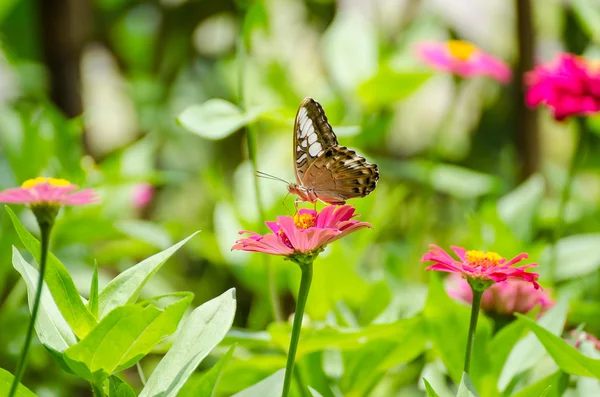 Mariposa. — Foto de Stock